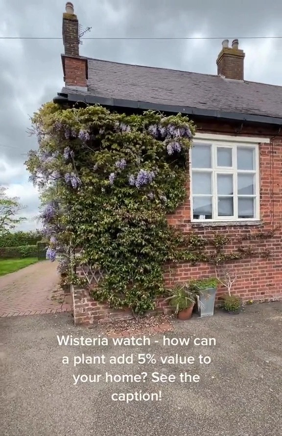 Stunning plant could add thousands to the price of your home