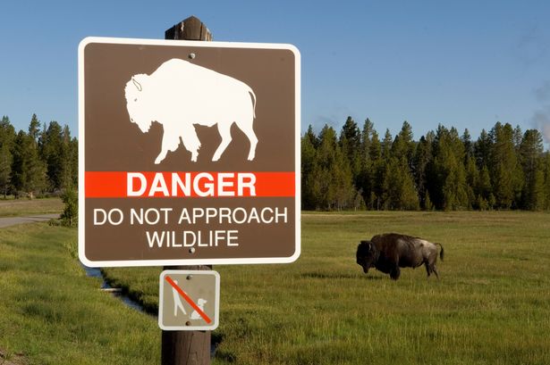 Woman nearly killed after trying to PET wild bison during stroll at national park
