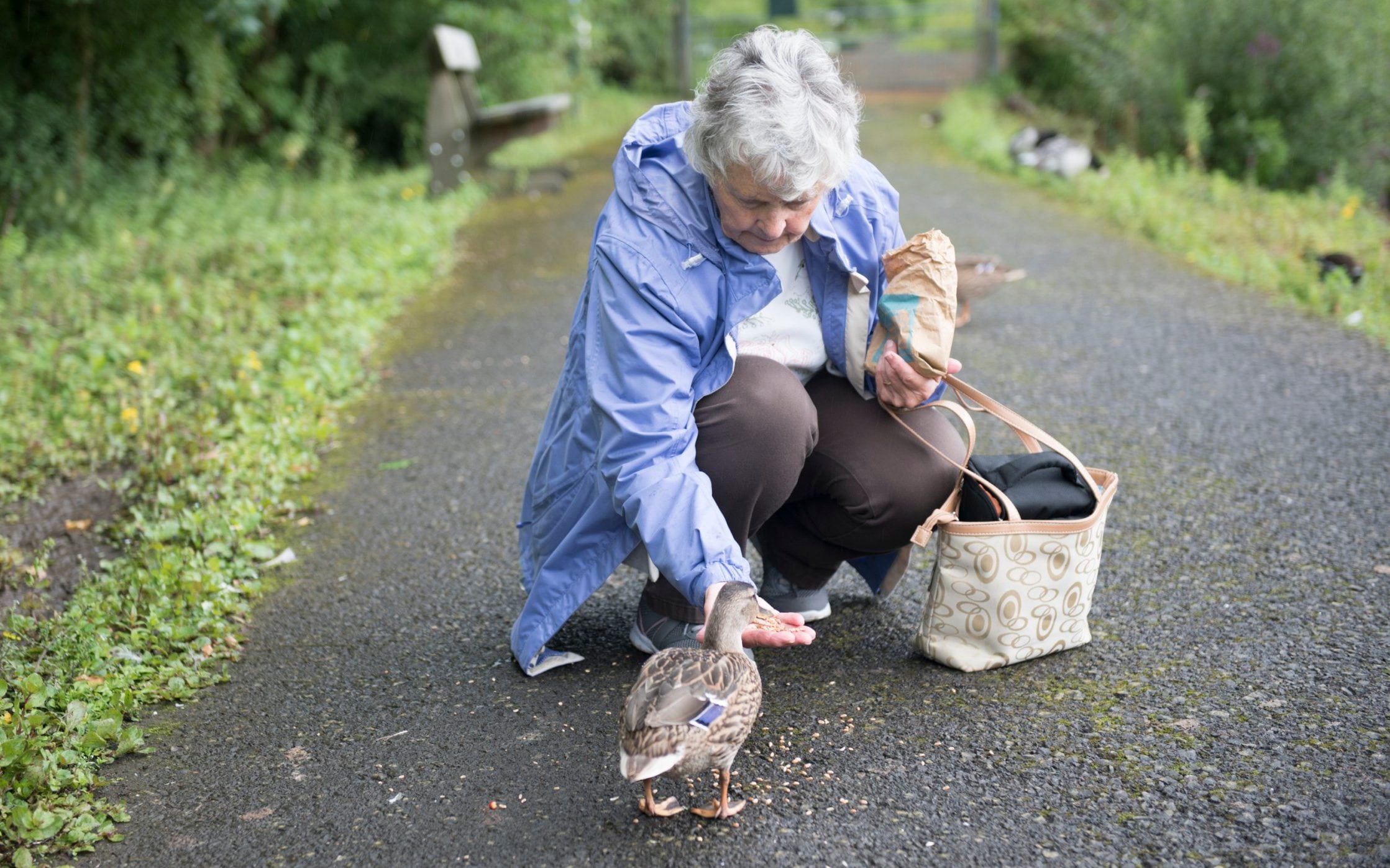 Feeding the ducks in park could mean £100 fine