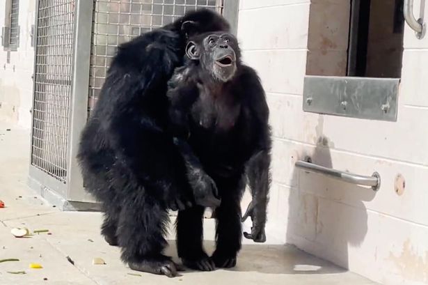 From ‘horrible lab’ to seeing the sky for the first time: wild life of Vanilla the Chimp