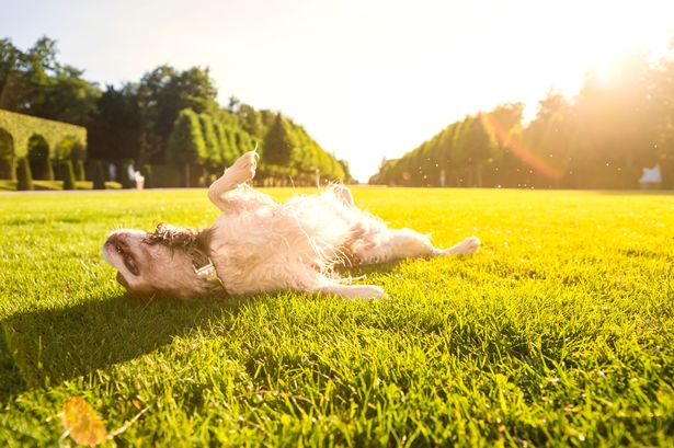 Heatwave warning for dog owners as vet shares how to help keep them safe in hot weather