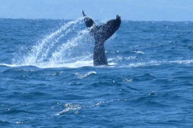 Humpback whale filmed ‘splashing’ in sea off UK coast in incredibly rare sighting