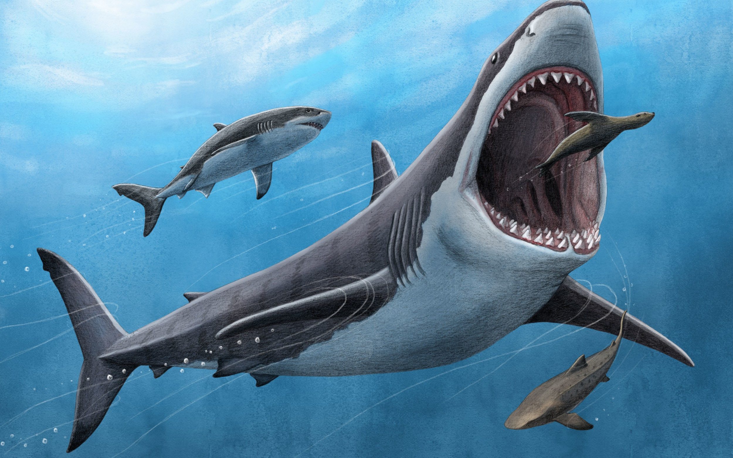 Megalodon was not a cold-blooded killer after all