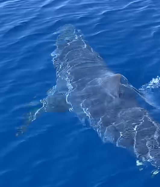 Moment ‘world’s fastest shark’ is spotted off the coast of Zante as beast stalks fisherman’s boat