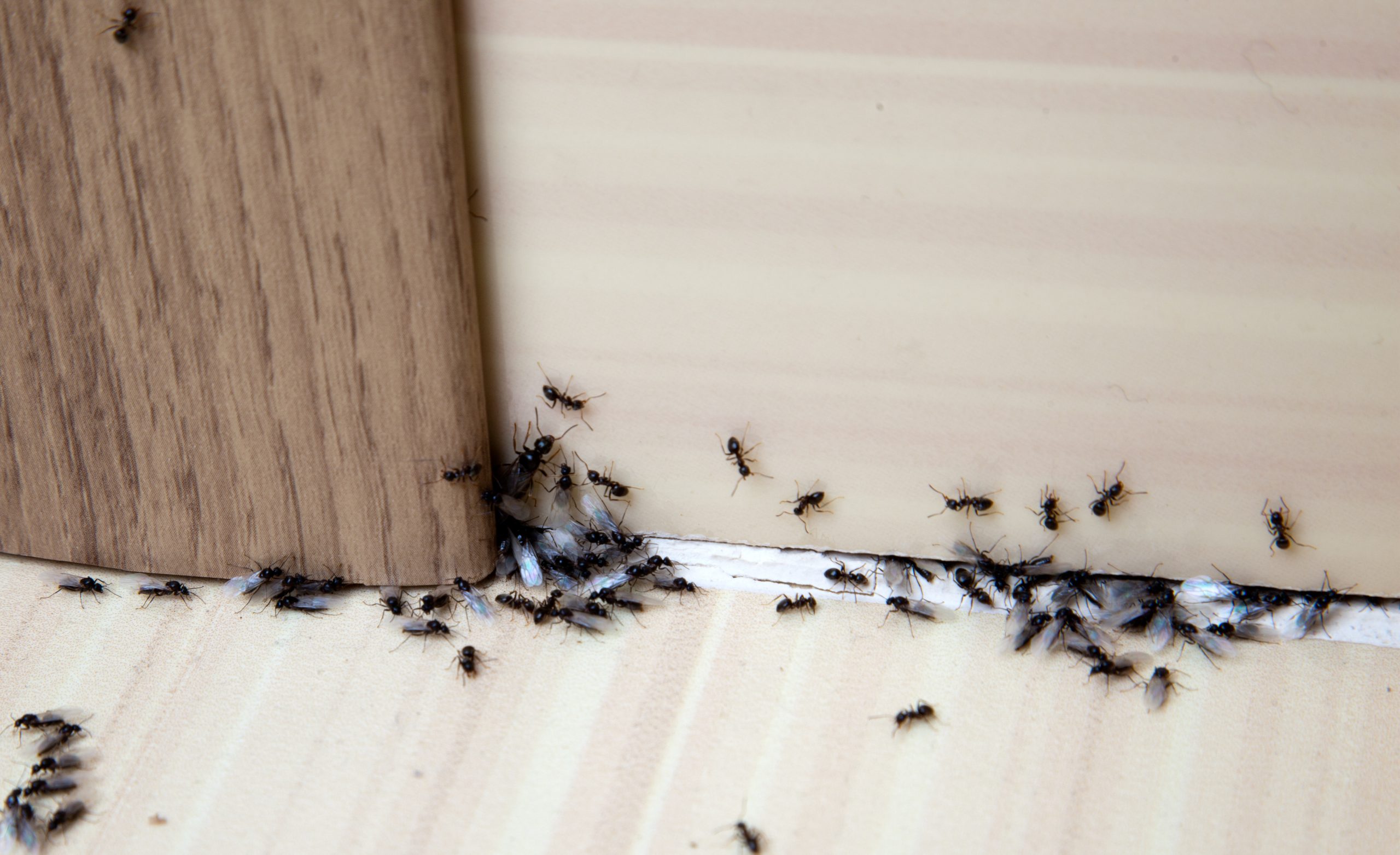 My $1.33 hack instantly removes ants from your kitchen – it makes your space smell great and uses a single ingredient