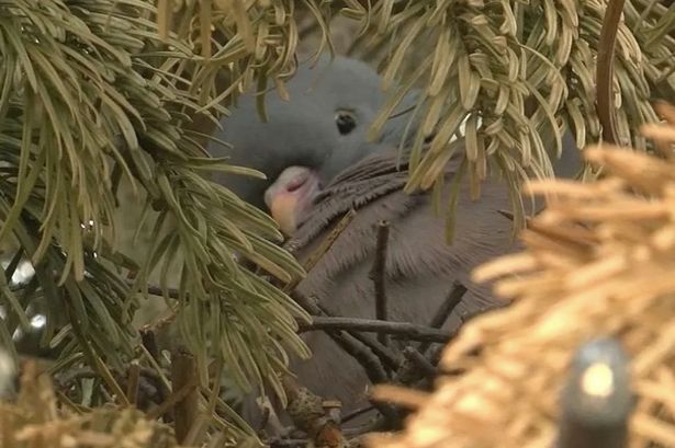Town can’t remove Christmas tree even though it’s June – as a pigeon is nesting in it