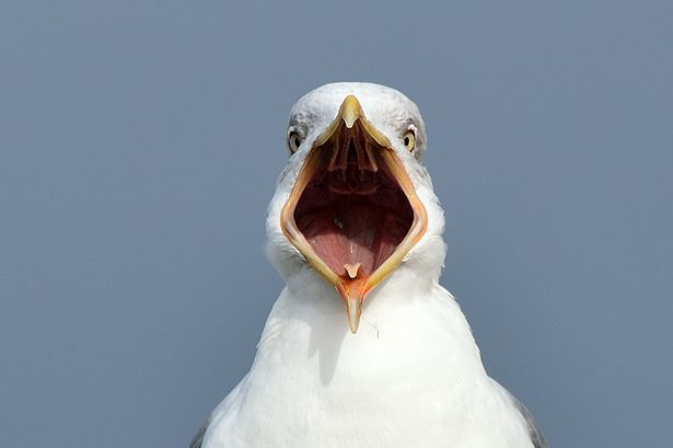 Aggressive seagull ‘terrorises’ community with ‘dive-bomb’ attacks on people and animals
