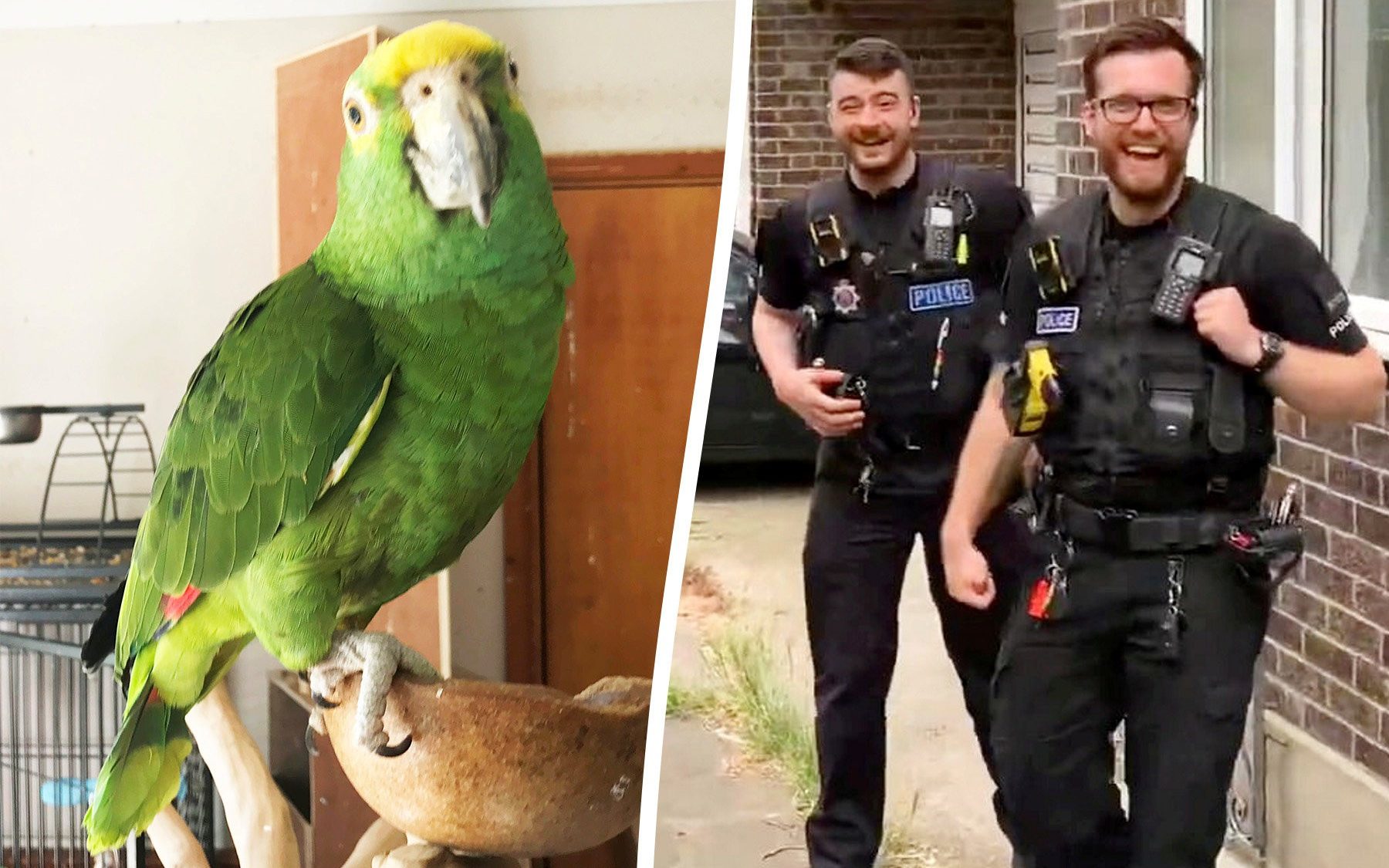 Police called out as squawking parrot mistaken for screaming woman