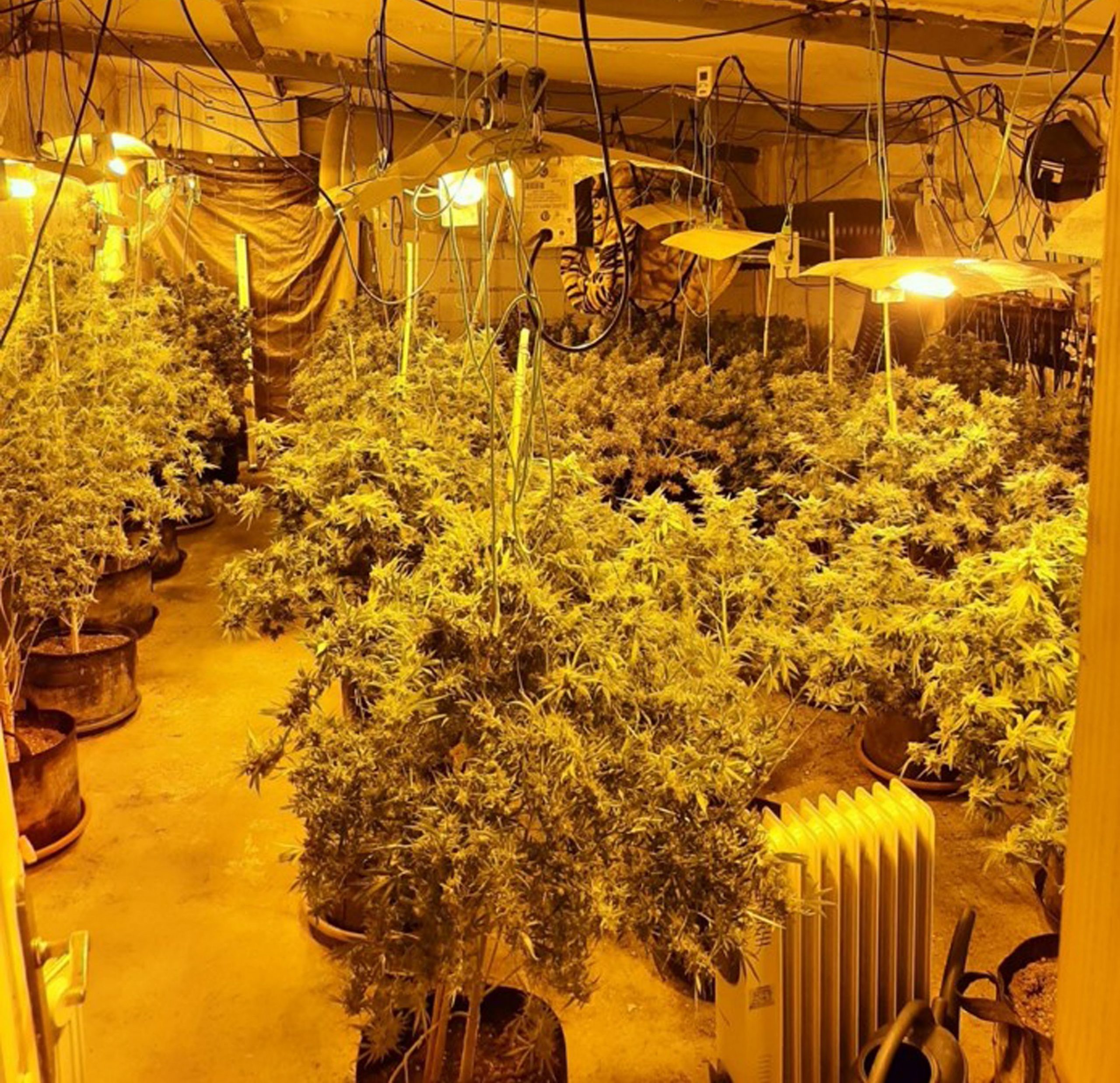 Police raided over 1k cannabis farms, seized plants worth £130million and arrested 1k suspects in month-long crackdown