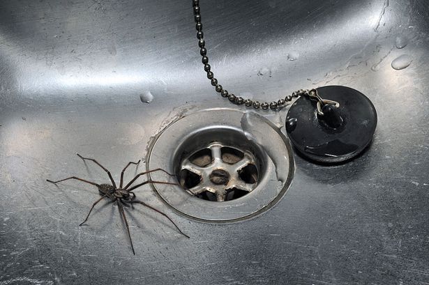 Giant spiders invade UK homes early as experts detail ‘chalk method’ to keep them out