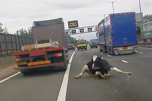 Horrifying moment cow falls from lorry into path of 70mph traffic on busy motorway