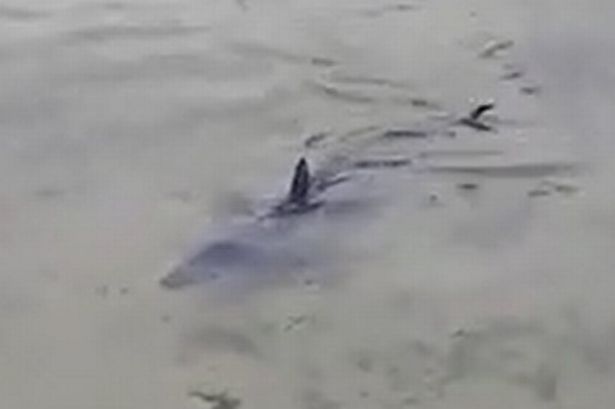Huge 6-foot shark lurks in UK harbour leaving locals shocked at ‘incredibly rare sighting’