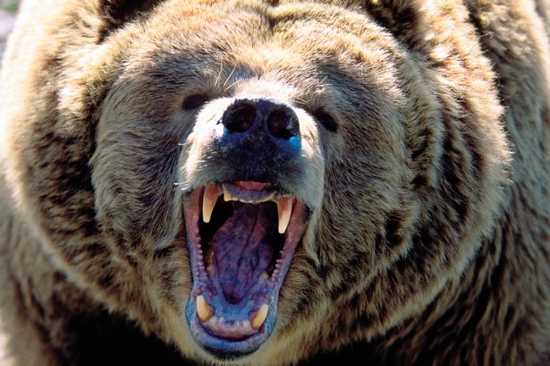 Hunter brutally mauled by grizzly bear while tracking deer, prompting park closure