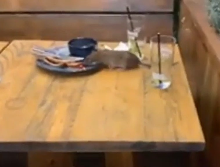 Shocking moment a huge RAT swipes food off the table at pub in front of horrified customers