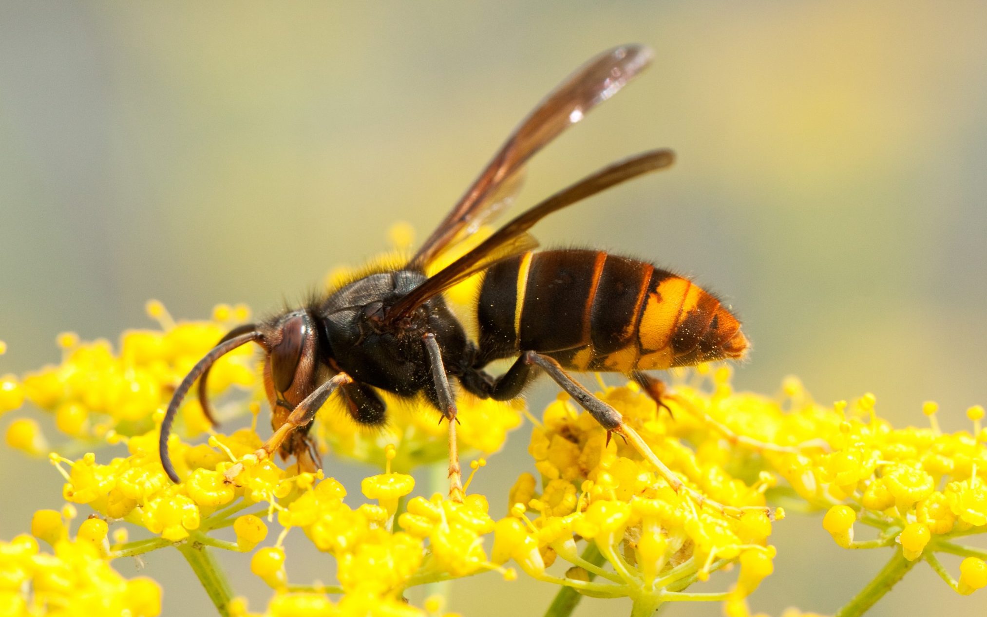 Watch out for Asian hornets — they are out to eat our British honeybees