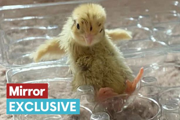 ‘We hatched two chicks from supermarket eggs – I had to break the news to my husband’