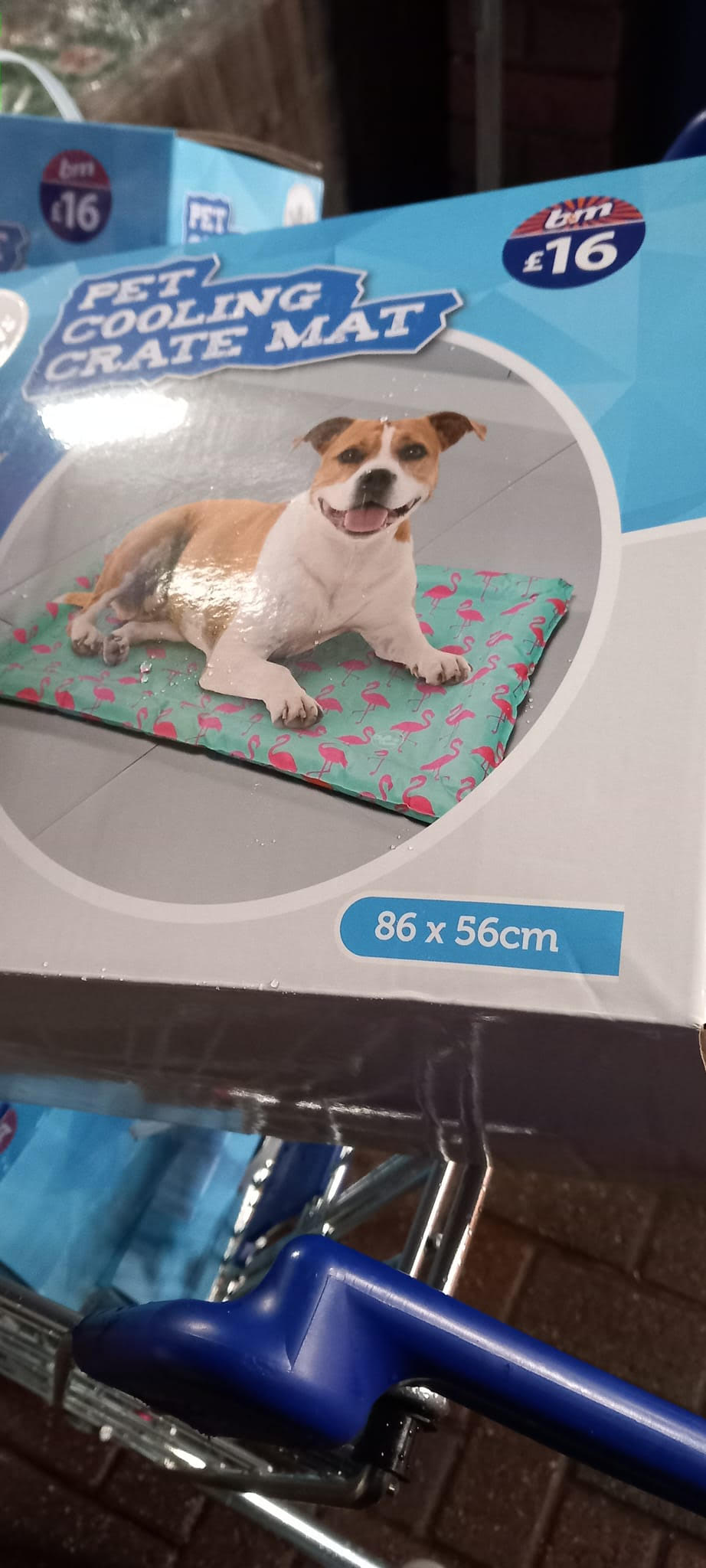 B&M shoppers go wild for pet essential scanning at tills for just 10p instead of £20