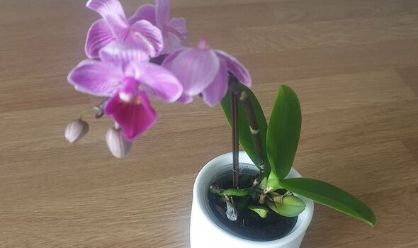 ‘I got rid of white fungus on my orchid houseplant by using a common spice’