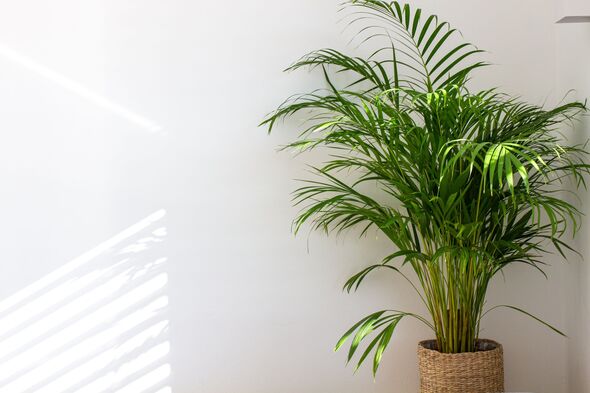 Gardening expert shares ‘best place’ to grow beautiful palm areca plant in your home