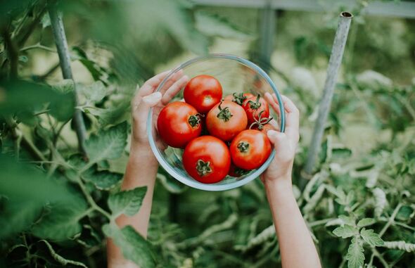 ‘Never put green tomatoes in the fridge’ – expert shares common tomato storage mistakes