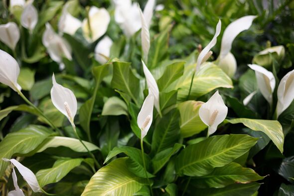 Peace lilies bloom beautifully in the most ‘ideal’ place in your home, says expert