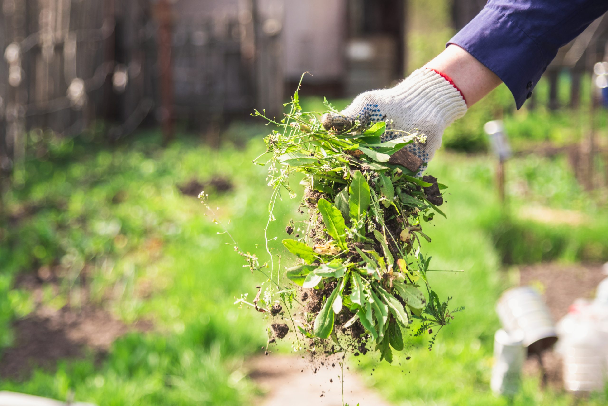 Prevent weeds like a pro landscaper – our 3 tips will stop toxic plants that wreak havoc on your garden