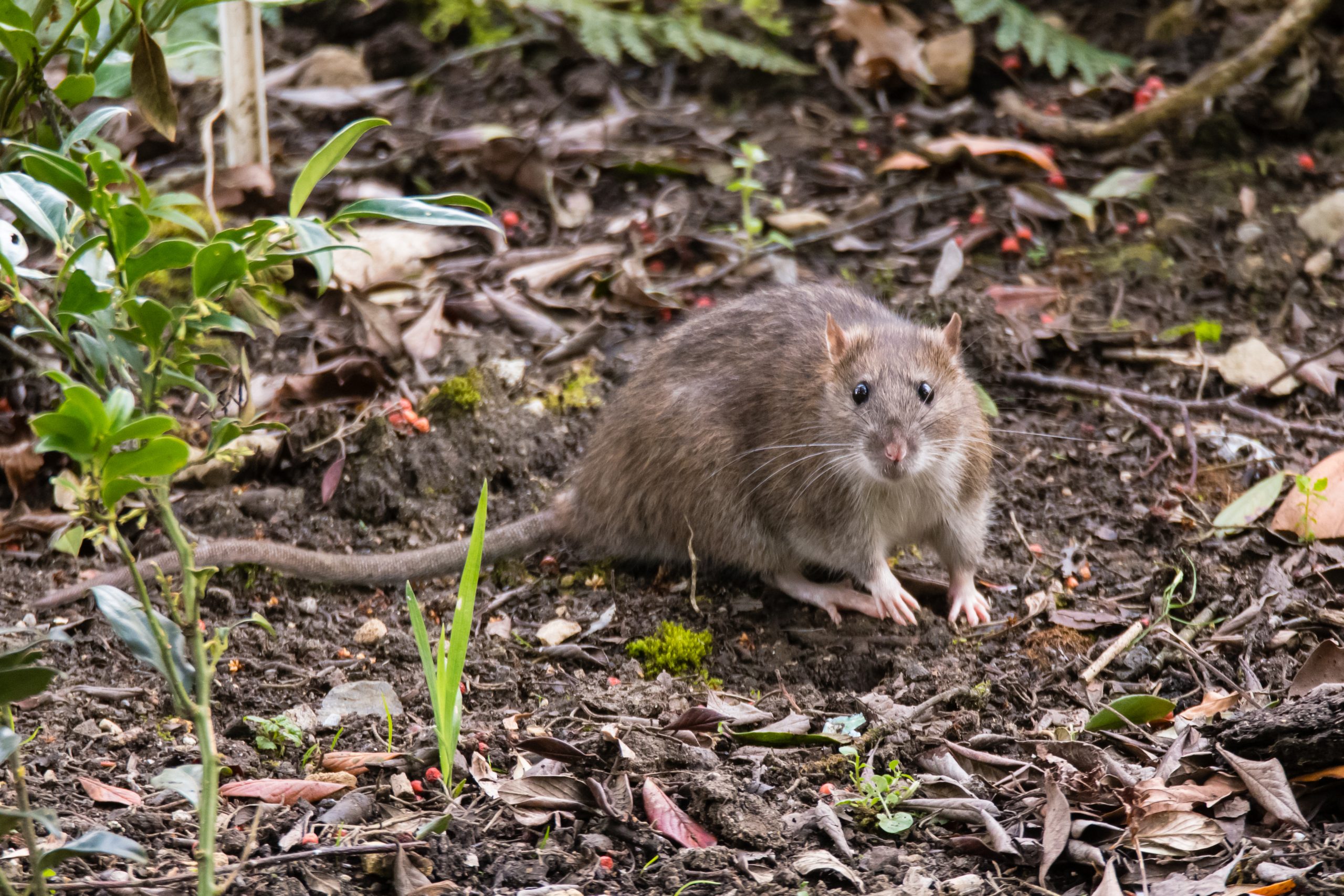 The three rules you need to live by unless you want rats taking over your home, according to a garden pest expert