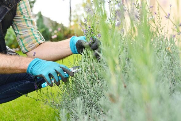 Alan Titchmarsh shares essential lavender task you ‘must’ do or risk ‘very few flowers’