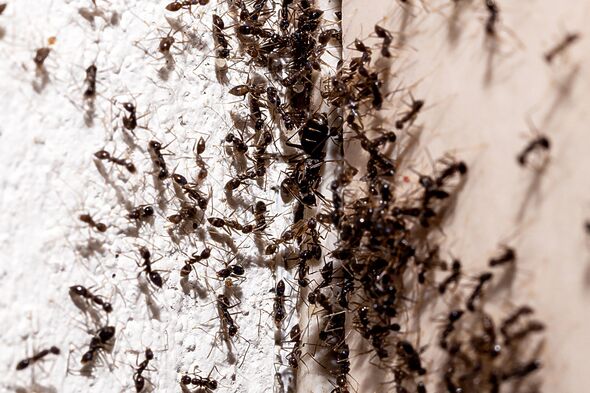 ‘Ants haven’t entered my home in three years since using this amazing spray just one time’