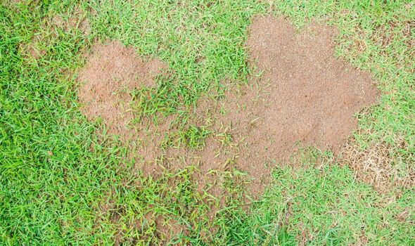 ‘Best defence’ against leatherjackets which are overtaking UK lawns fast