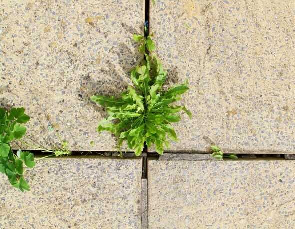 ‘Effective’ 70p method naturally kills weeds on patios and driveways by ‘dehydrating’ them