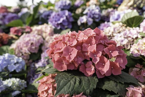 Hydrangeas grow beautiful big blooms with three watering tricks recommended by an expert