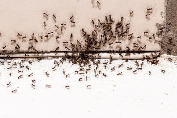 ‘I’m a cleaner – only thing that works to get rid of ants instantly so they never return’