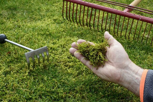 ‘I’m a lawn pro – here’s my best method to remove moss effectively and stop it returning’