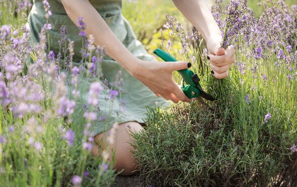 Lavender experts share when to prune and ‘deadhead’ your plant for ‘optimal blooming’