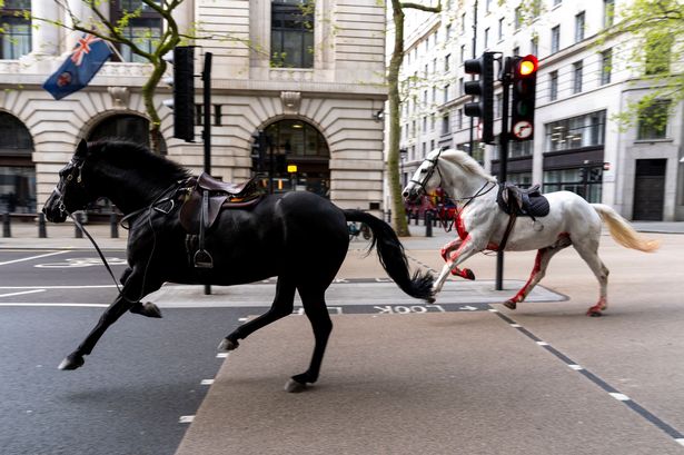 Major update on blood-soaked horse’s condition after running loose in London and smashing into bus