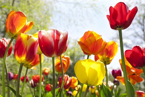 Monty Don shares 10-second task you need to do now to make your tulip ‘blooms last longer’