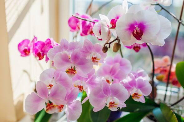Orchids will have ‘big huge blooms’ with gardener’s top three simple care tricks