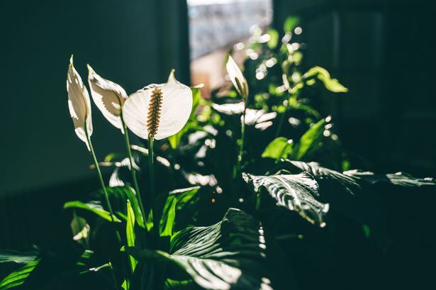Peace lilies ‘explode with flowers’ after adding surprising kitchen staple to water