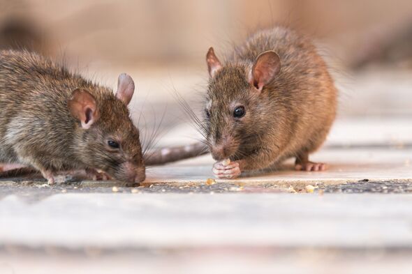 Rats and mice can ‘reduce property value by 20%’ – use 24p item they ‘hate’ to deter them