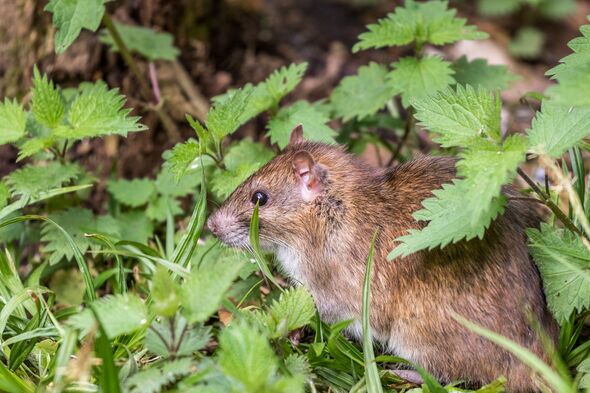 Rats ‘scurry away immediately’ from your garden if you grow four of their ‘nemesis’ plants