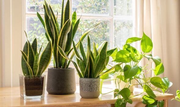 Common ‘mistake’ could cause houseplants to ‘die’ in summer – one job can save your plant