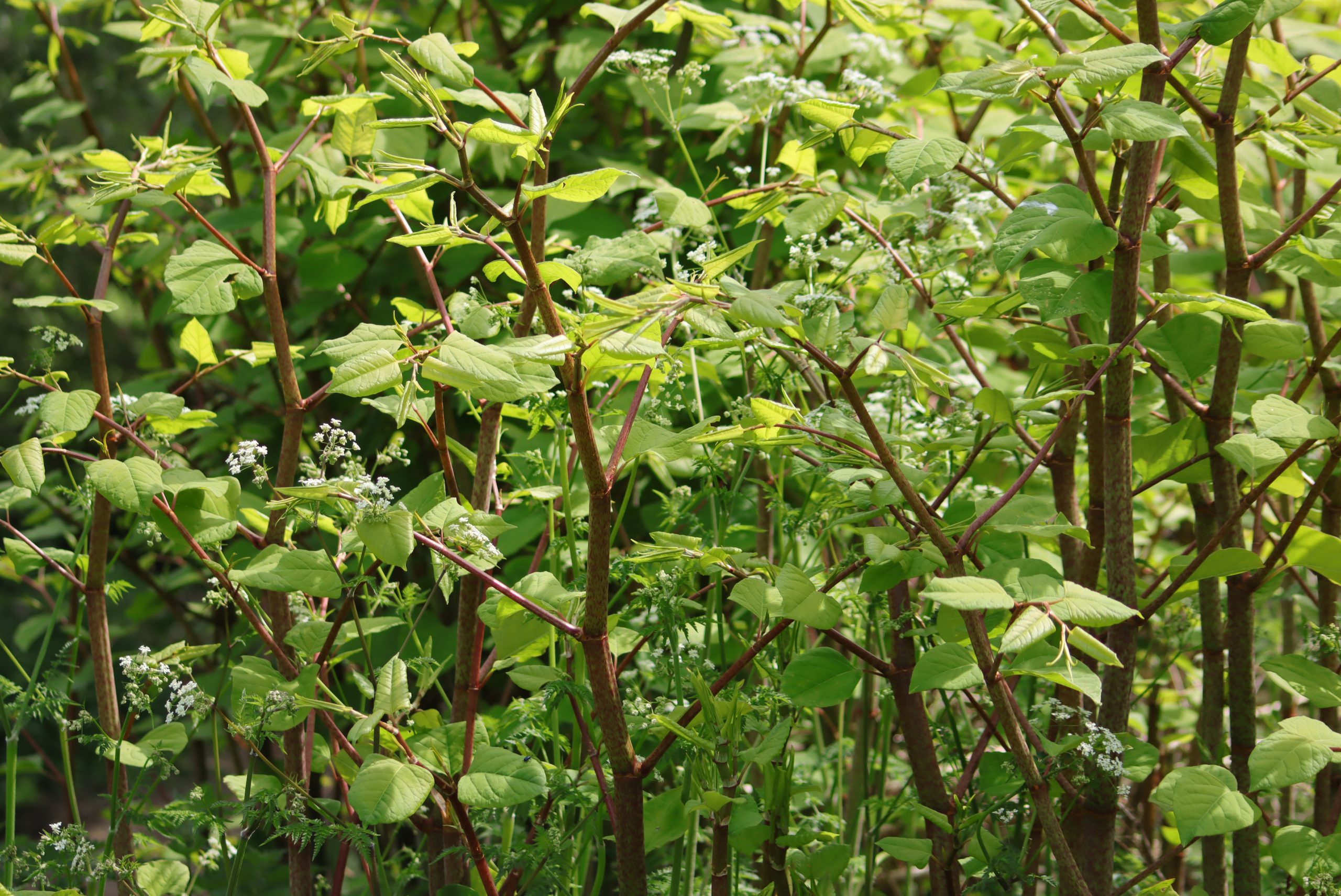 Map reveals Japanese knotweed hotspots in UK as invasive plant wrecks thousands of homes – is your town on the list?