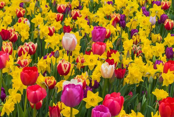 Tulips and daffodils give a ‘bumper display of flowers’ with expert’s easy 10-second task