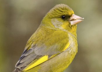 Ring and the RSPB are giving away 50 free cameras so you can enjoy birdwatching when you’re away from home