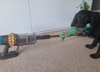 Need a vacuum for pet hair? These are the 5 essential features to look for, according to the experts