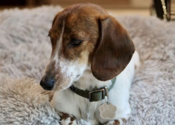 Dog’s ‘adorable’ reaction after listening to George Michael’s Careless Whisper